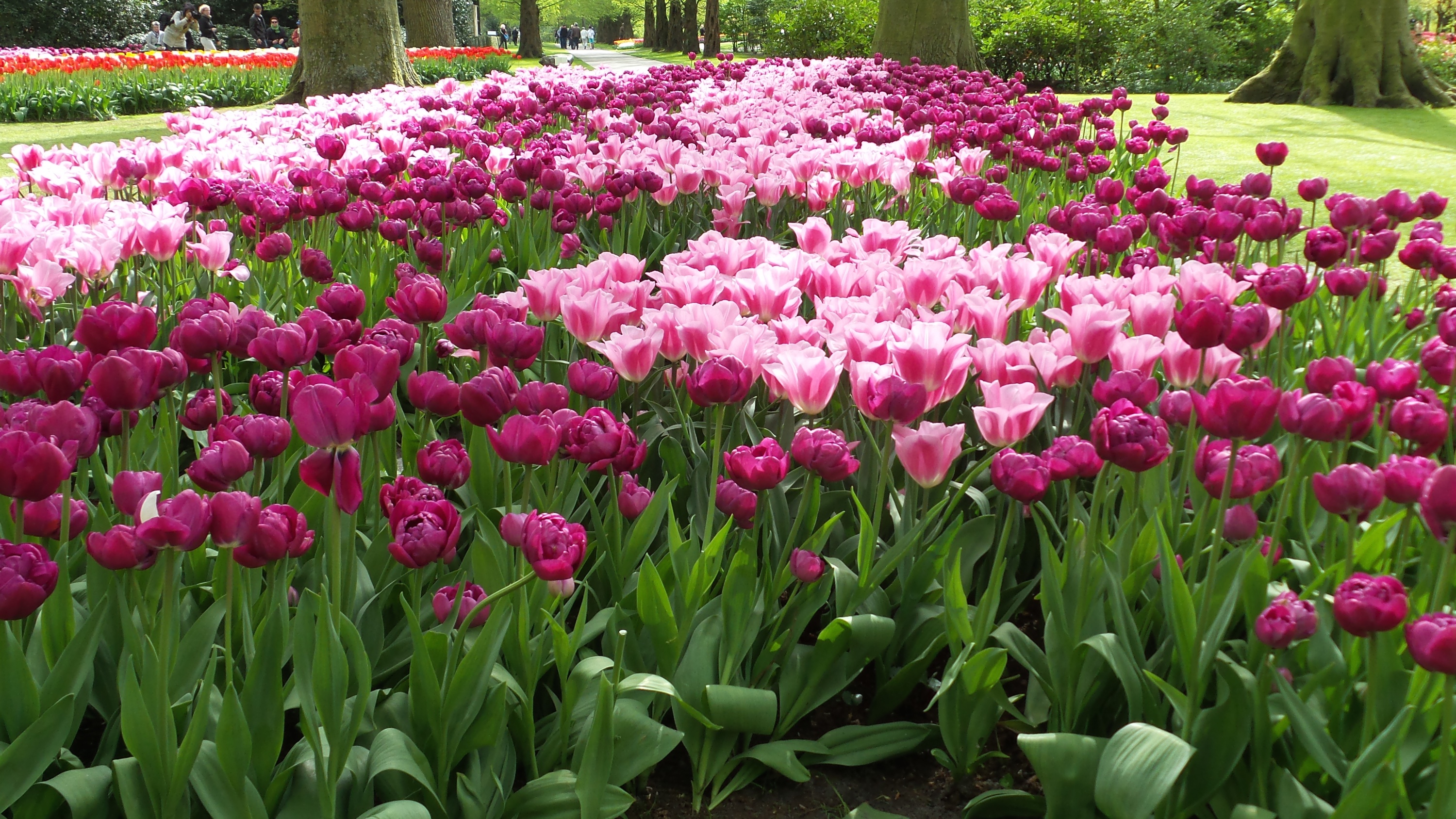 2014-04-17 Holland Tulips 55.jpg